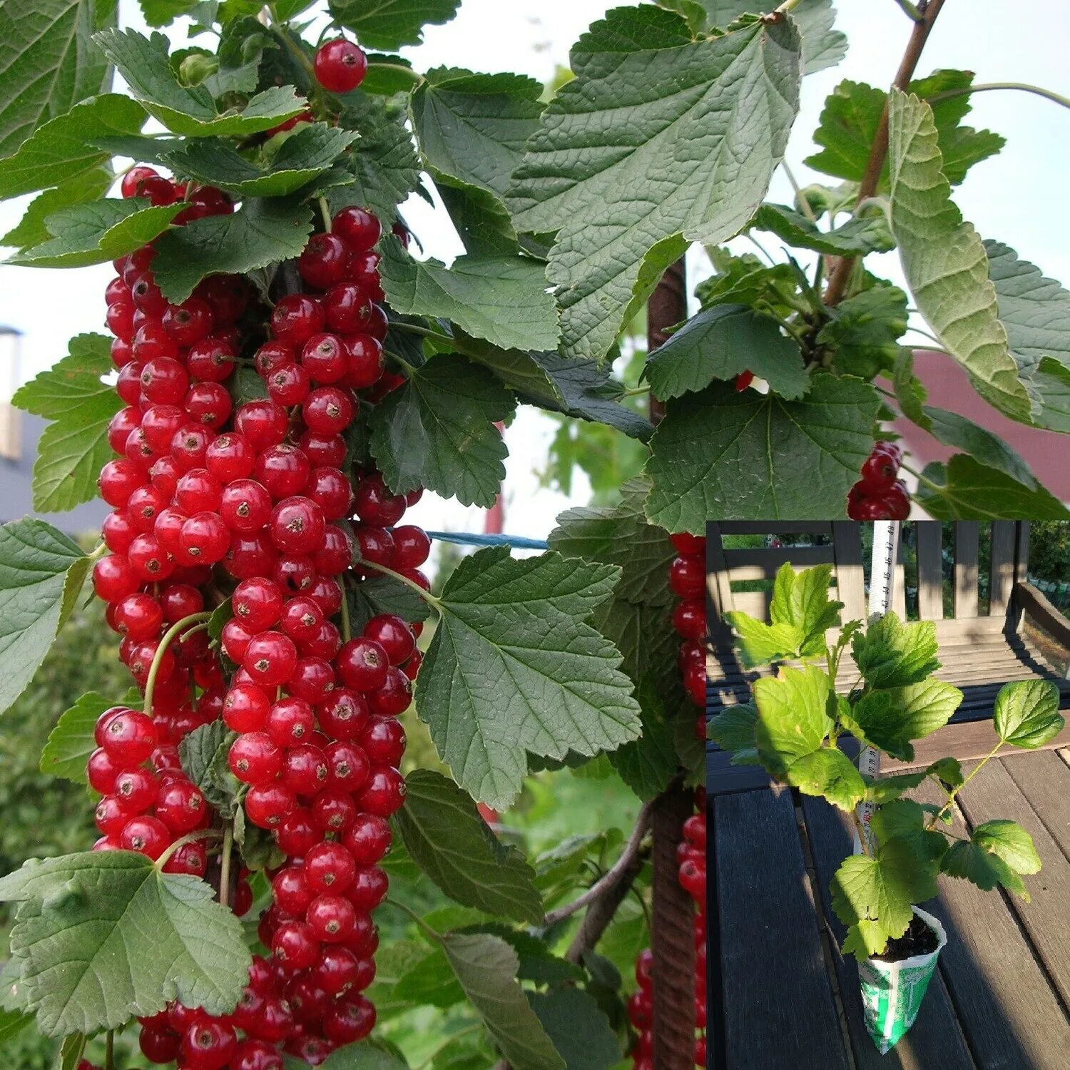 Смородина красная Ровада. Смородина красная (ribes rubrum `Rovada`). Смородина красная Rovada Ровада. Смородина красная сорт Натали. Смородина голландская красная