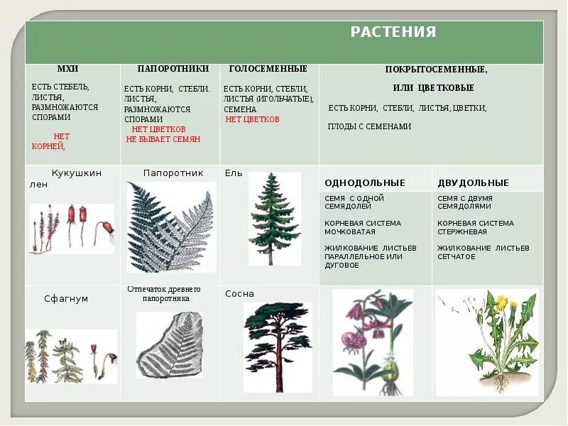 Появления основных групп растений на земле. Признаки отделов растений. Основные отделы растений. Растения различных отделов. Группа растений цветковые.