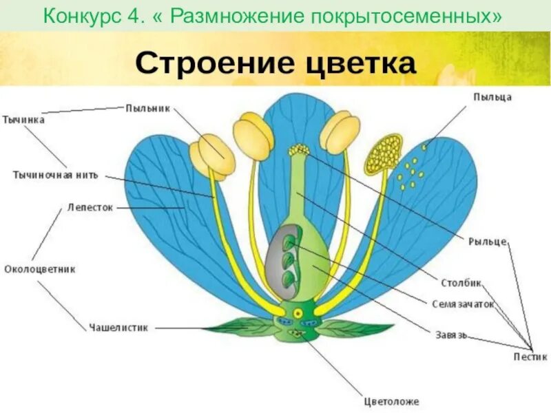 Строение семени покрытосеменных. Строение цветка покрытосеменных растений. Схема строения цветка покрытосеменных. Строение пестика покрытосеменных. Строение цветков покрытосеменных растений.