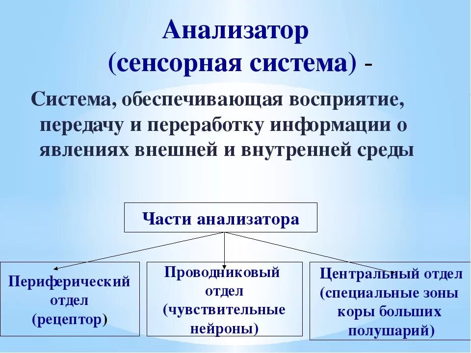 Какие отделы входят в анализатор. Понятие об анализаторах сенсорных системах. Сенсорная система. Анализаторы сенсорные системы. Отделы сенсорной системы.