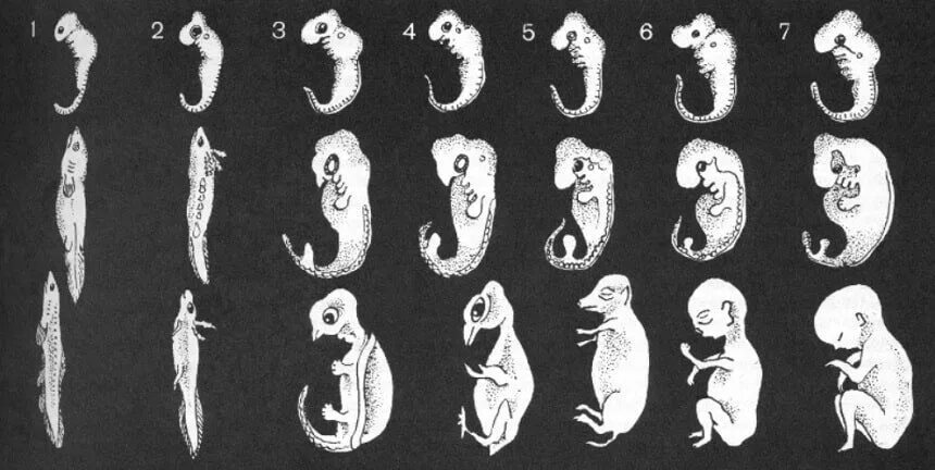 Патология жабер у человека. Человеческий зародыш с хвостом. Эмбрион Саламандры.