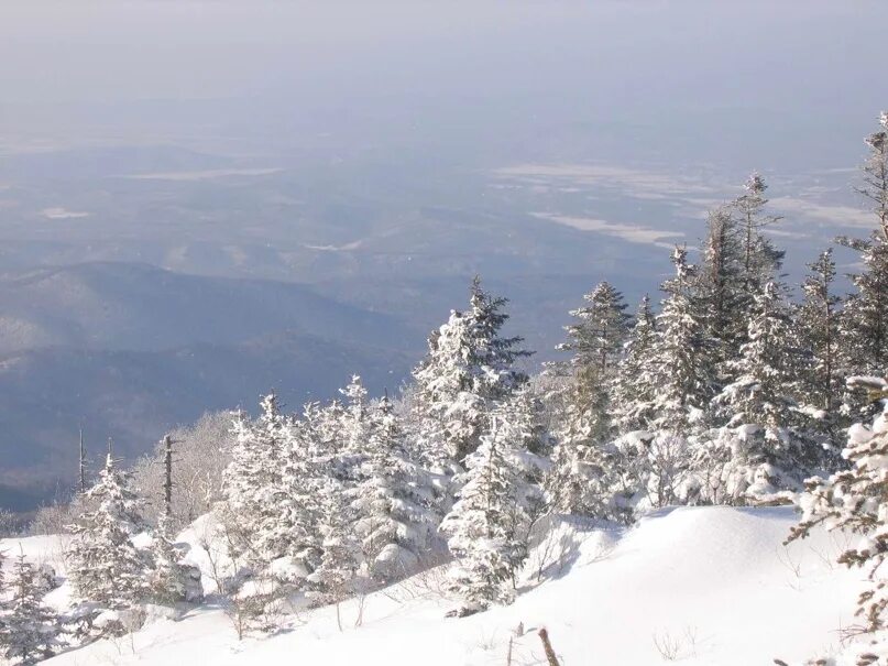 Климат уссурийской тайги. Зимняя уссурийская тайга. Уссурийская тайга климат. Дальний восток уссурийская тайга. Климат заповедника сихотэ алинь.