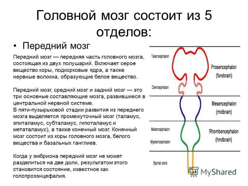 Головной мозг состоит из. Мозг состоит из 5 отделов. Головрй мозг сомтоит и. Часть головного мозга состоящая.