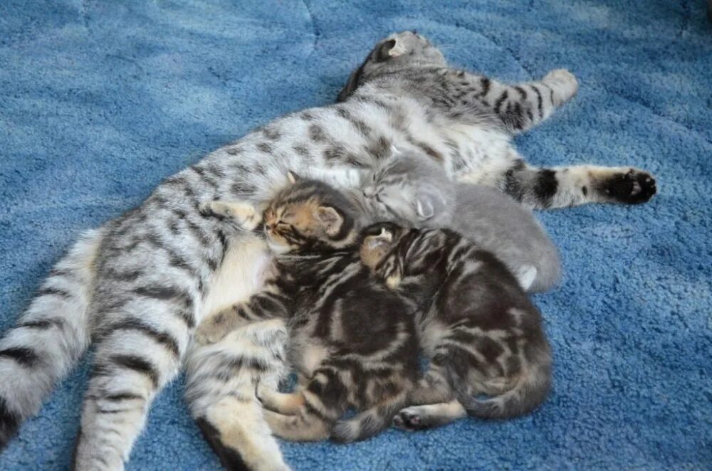 Беременность кошки. Беременные кошки Шотландские вислоухие. Шотландская кошка котенок. Беременная Шотландская кошка. Беременная кошка с котятами.