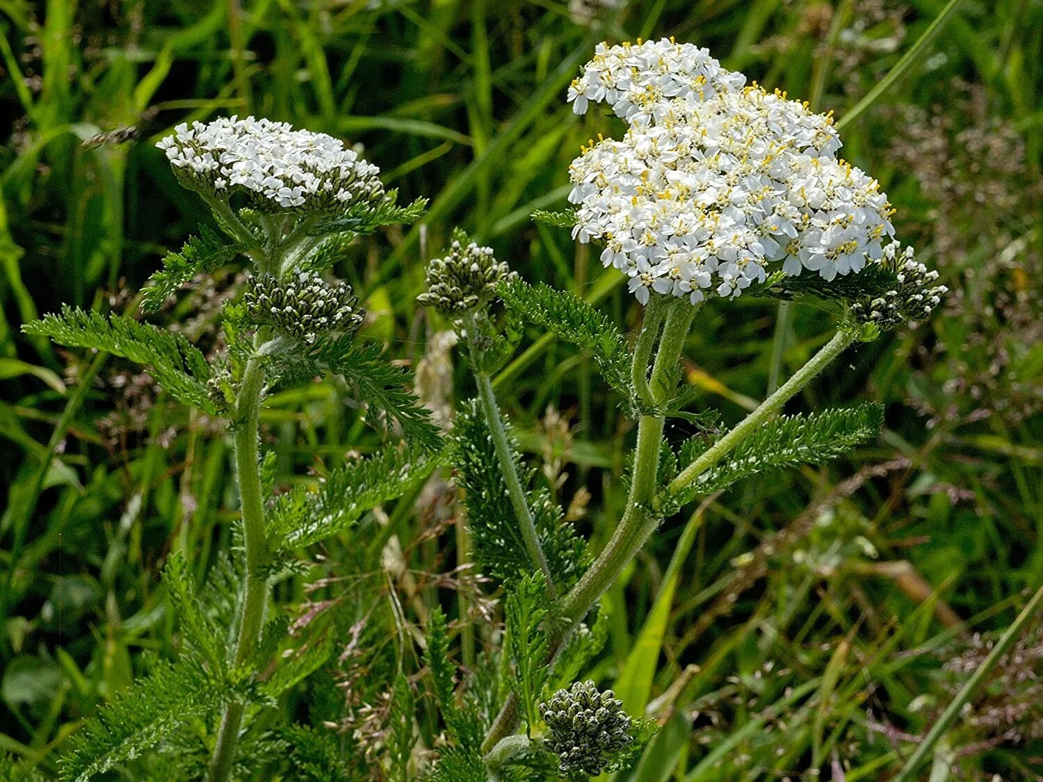 Тысячелистник обыкновенный (Achillea millefolium). Тысячелистник обыкновенный (Achilléa millefólium). Тысячелистник обыкновенный Васюринский. Тысячелистник обыкновенный ГФ.