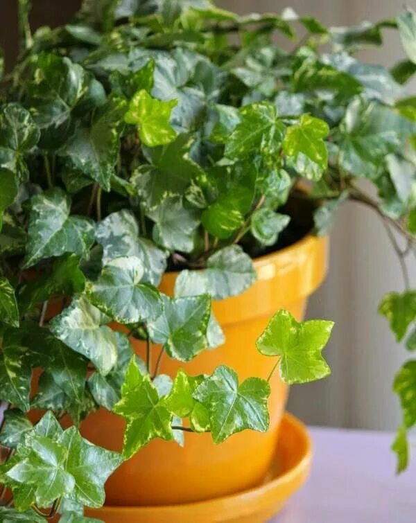 Родина плюща комнатного. Плющ комнатный цветок приметы. Плющ комнатное растение приметы. Плющ обыкновенный примета. Плющ комнатный хедера приметы.