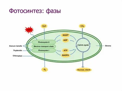 Схема фотосинтеза егэ биология