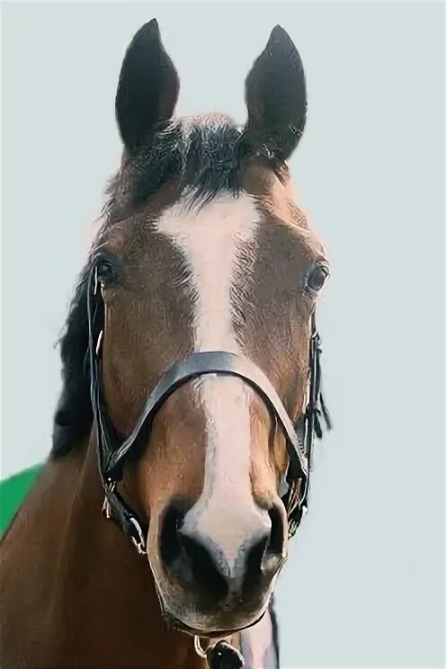 Шергар. Конь Шергар. Shergar лошадь. Шергар фото.