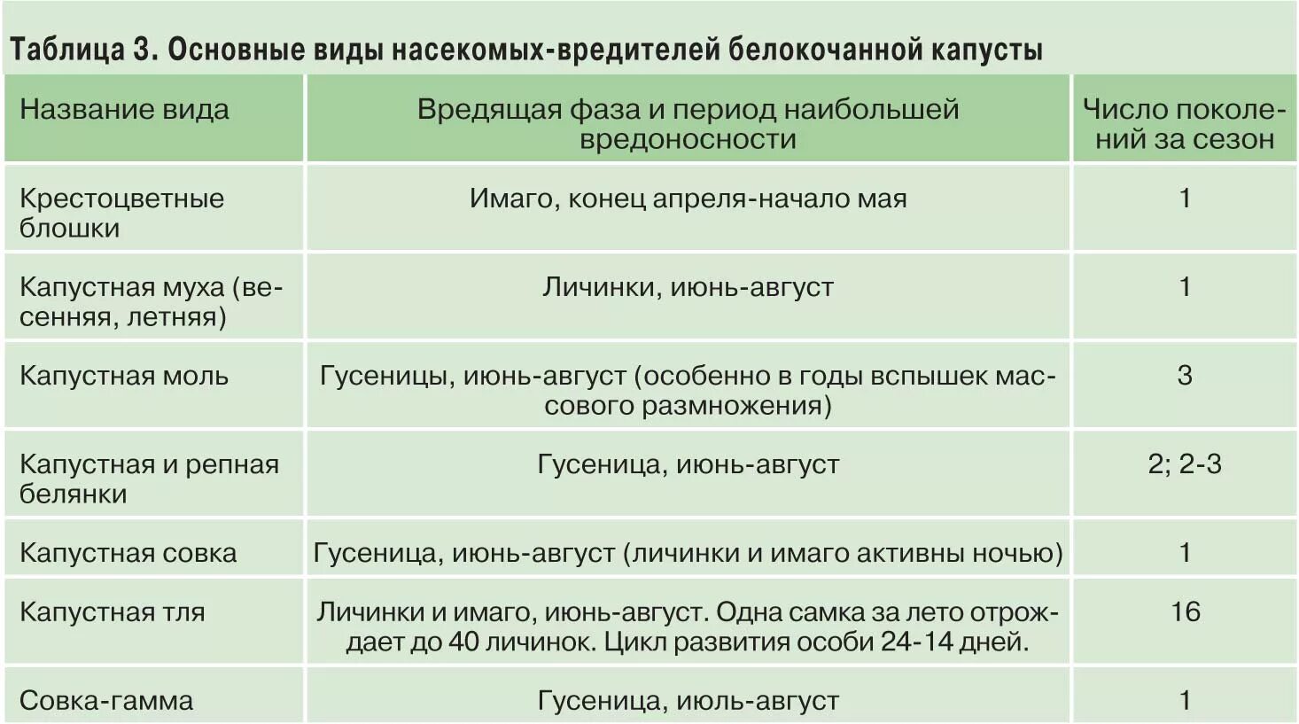 Сроки посева брокколи. Технология посадки капусты. Этапы развития капусты. Фазы роста капусты. Фазы развития капусты белокочанной.