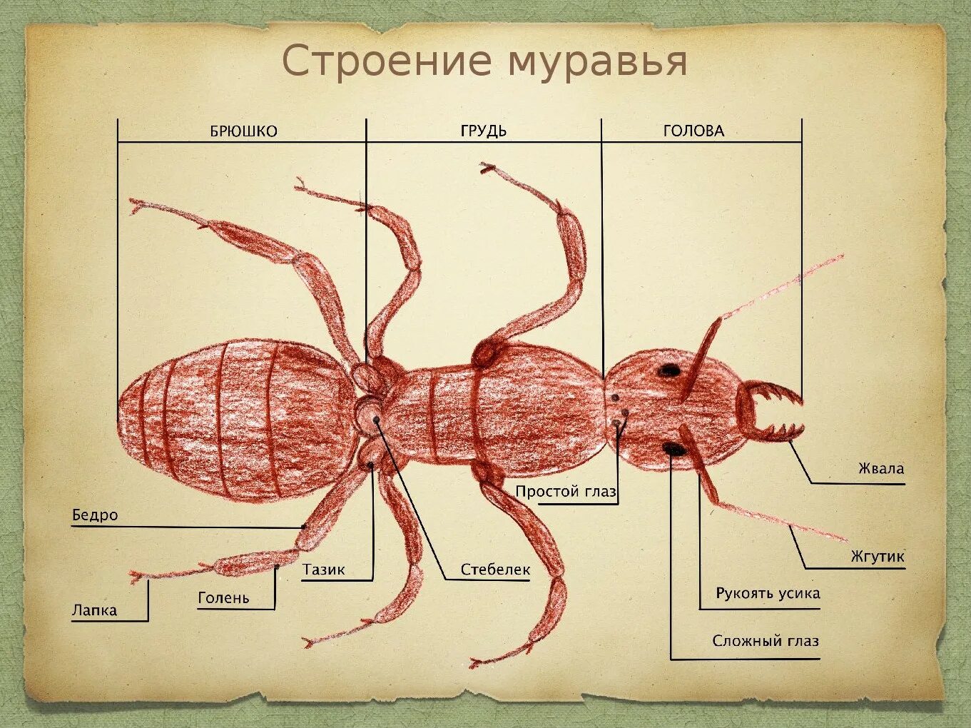 Внешнее строение муравья схема. Внутреннее строение муравья схема. Строение муравья внутреннее строение. Муравей структура тела. Насекомое работающая на органы