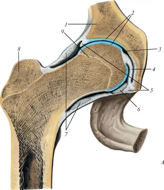 Связка головки. Вертлужная губа тазобедренного сустава анатомия. Бедренный сустав. Вертлужная кость тазобедренного сустава. Кости тазобедренного сустава анатомия.