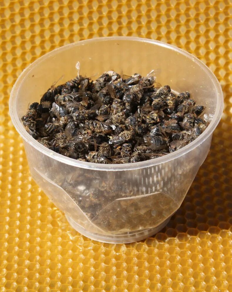 Пчелиный подмор препараты. Прополис с пчелиным подмором. Пчелиный подмор (пчелозан ). Пчелиный подмор настойка. Настойка пчелиный подмор пчела.