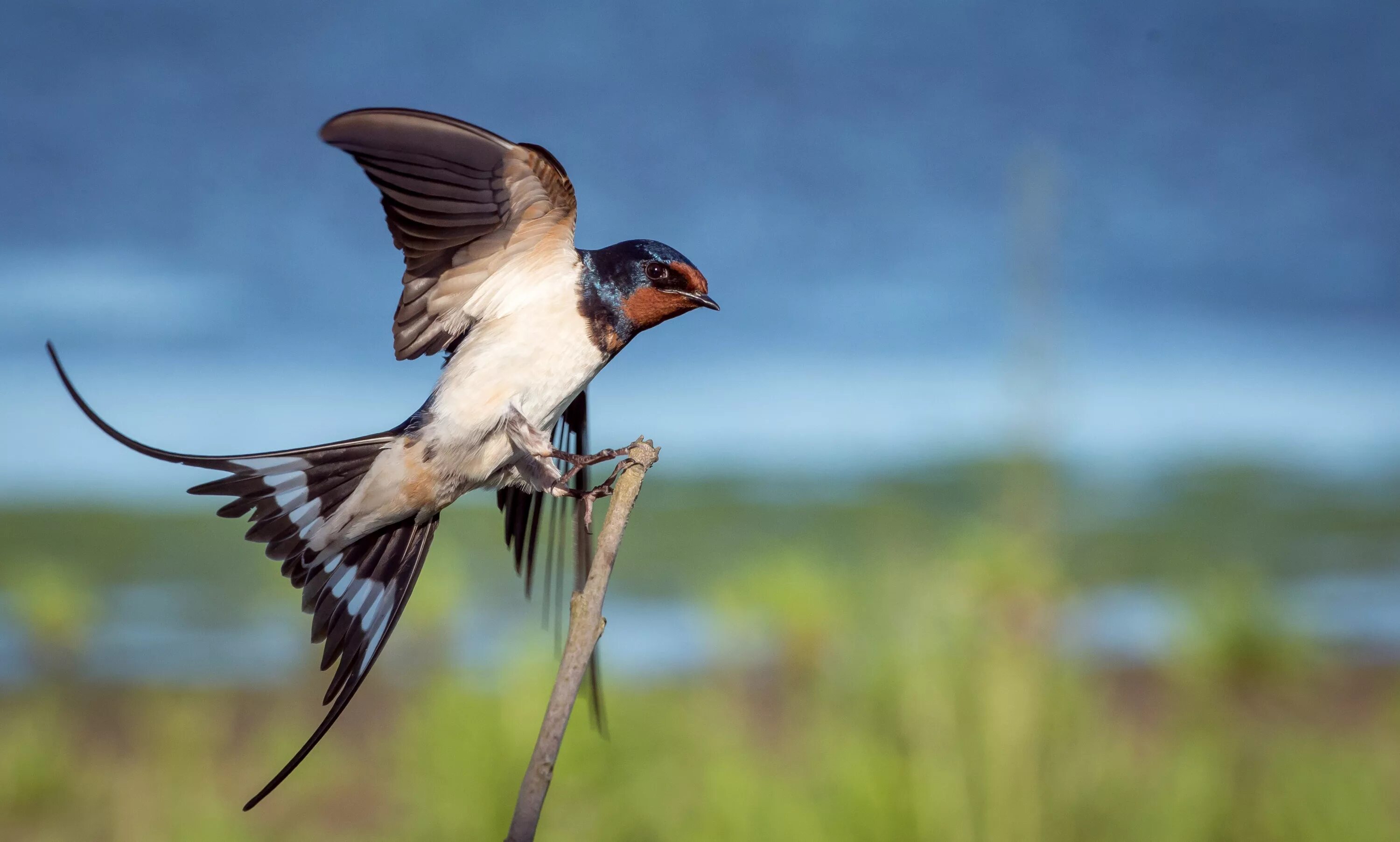 Изящную птицу ласточку называют символом весны. Новогвинейская Ласточка. Ласточка Перелетная птица. Ласточка городская Перелетная птица. Ласточкино гнездо птицы.