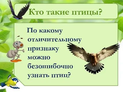 Презентация о птицах для начальной школы