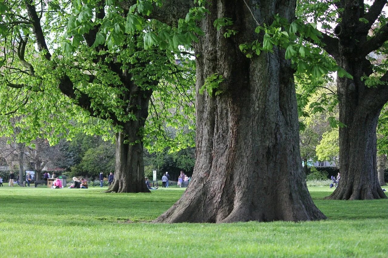 Какие деревья растут возле школы. Дуб парк Фредвилл, Нонингтон, Великобритания. Дуб возрастом около 795 лет в парке Фредвилл, Англия ... Деревья в парке. Деревья в сквере.