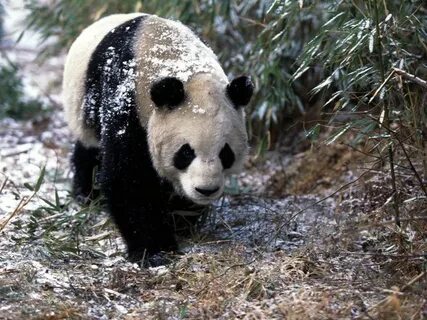 Panda net