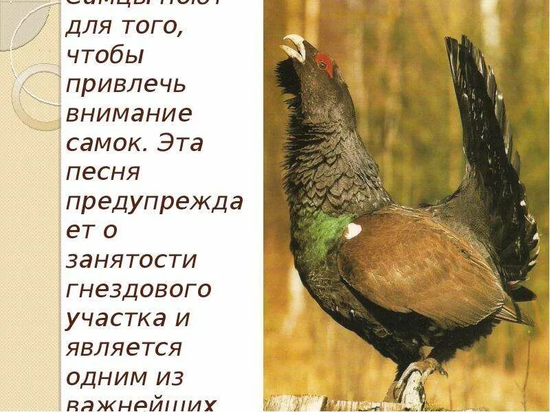 Хохлач арктический. Обыкновенный павлин самец и самка. Привлечь самку. Щитоносная райская птица самка. Щитоносная райская птица виктории.