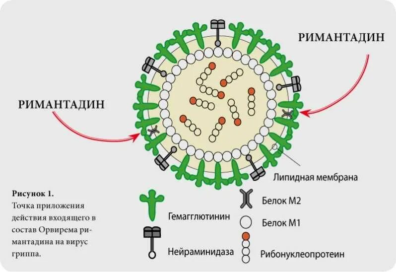 Строение гриппа вируса м 2 белок. Строение вируса гриппа. Ингибиторы белка м2 вирусов гриппа препарат. Схема механизма действия вируса.