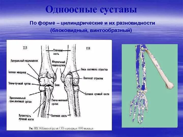 Цилиндрический сустав пример. Одноосный блоковидный сустав. одноосный сустав (блоковидный и цилиндрический). блоковидный сустав это в анатомии. винтообразный сустав.