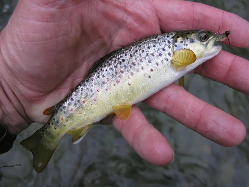 Форель маленькая. Salmo trutta aralensis. Малек ручьевой форели. Кумжа балтийская фото. Озерная форель кумжа.