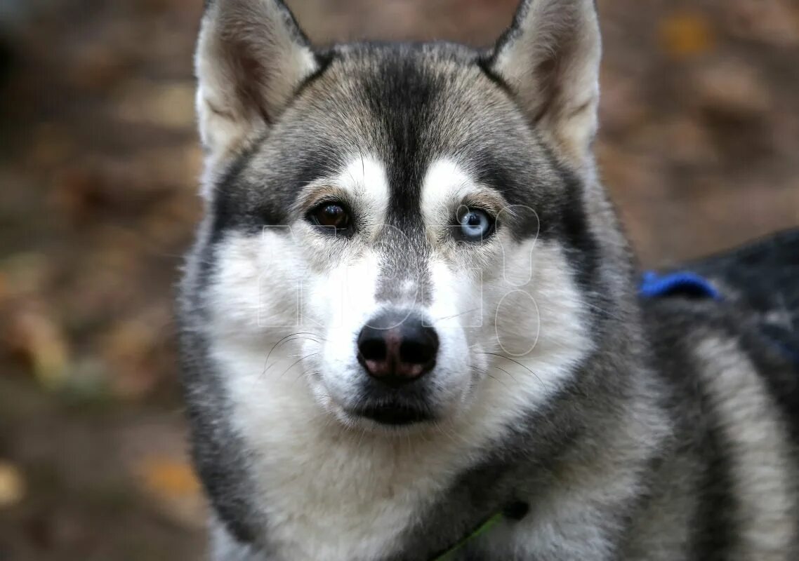 В гостях у хаски. Хаски летом. Хаски-парк большое приключение с хаски, москва. Хаски центр гора ахун. Белый хаски.