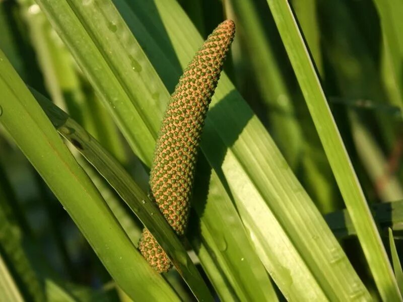 Аир соцветие. Аир обыкновенный - acorus calamus. аир болотный (acorus calamus). аир болотный (acorus calamus) p9. аир обыкновенный (acorus calamus l.).