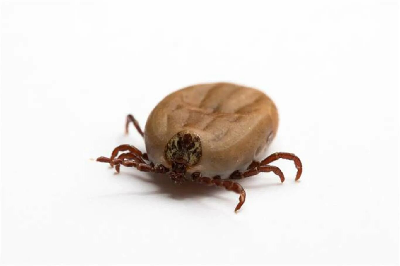 Клещ под кожей фото у людей. Amblyomma americanum. Иксодовые клещевые боррелиозы. Клещевой энцефалитный клещ. Нимфа клеща.