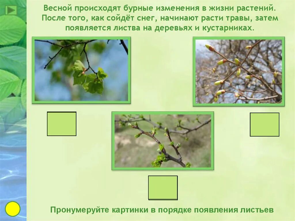 Какие происходят изменения в жизни растений весной. Изменения в жизни растений весной. Что происходит весной. Весенние изменения в жизни растений. Что происходит с растениями весной.