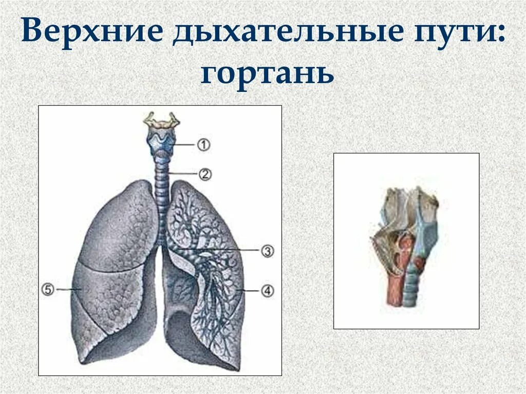 Функции дыхательных путей ответ. Дыхательная система человека гортань. верхние дыхательные пути гортань. верхние и нижние дыхательные пути анатомия. строение нижних дыхательных путей.