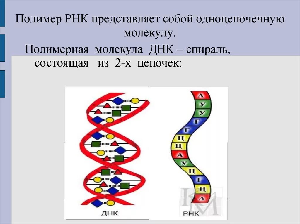 Одинарная цепь полимера РНК. РНК одноцепочечная молекула. Одноцепочечная молекула ДНК. РНК полимер.