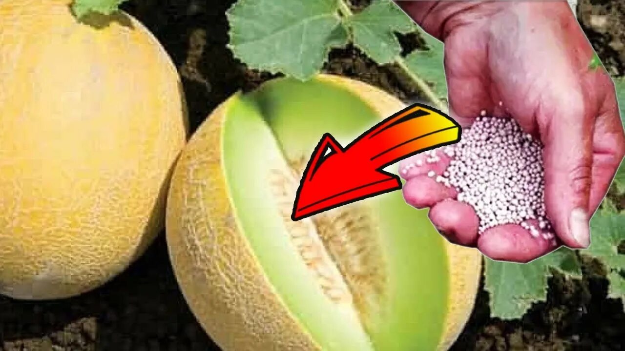 Удобрение для арбузов. Удобрение дыни. Схема удобрений арбуз. Удобрение дыни. Удобрения для дыни.