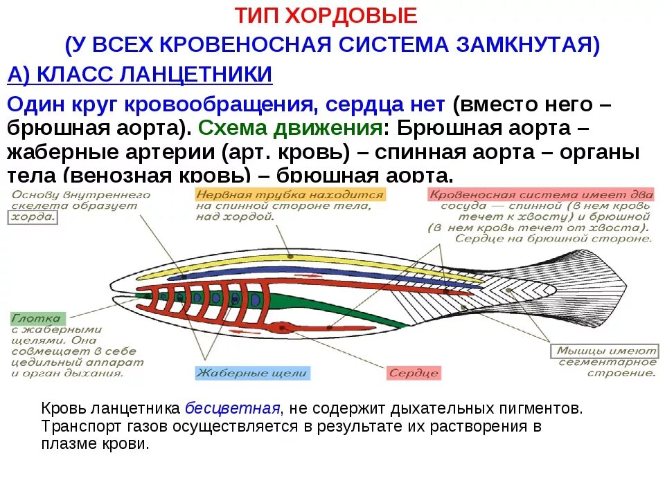 Тип хордовые краткий пересказ. Кровеносная система ланцетника 7 класс. дыхательная система хордовых ланцетник. тип хордовые нервная система 7 класс.