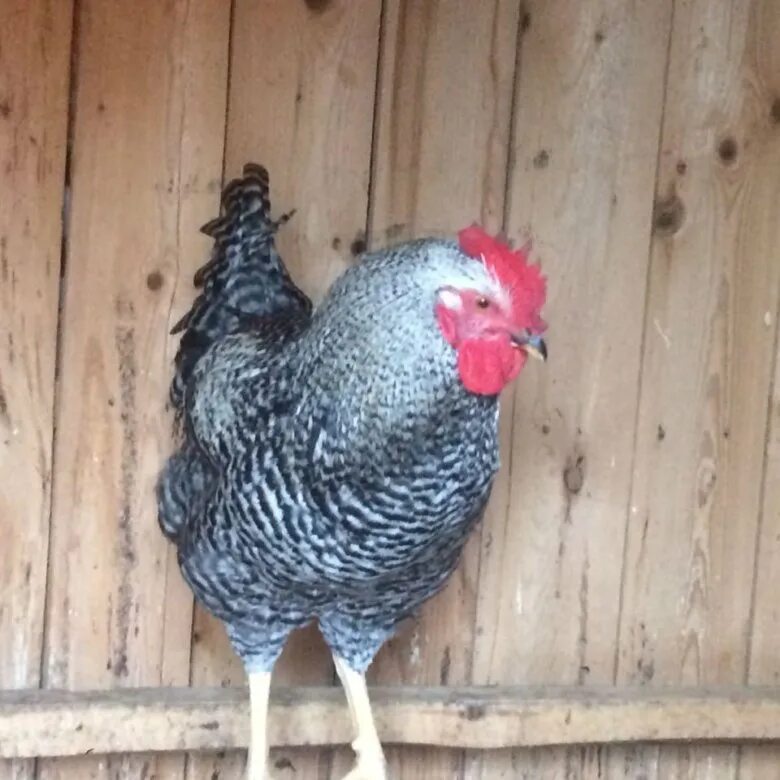 куры чешский доминант д959. петух породы доминант. петух породы доминант. доминант плимутрок.