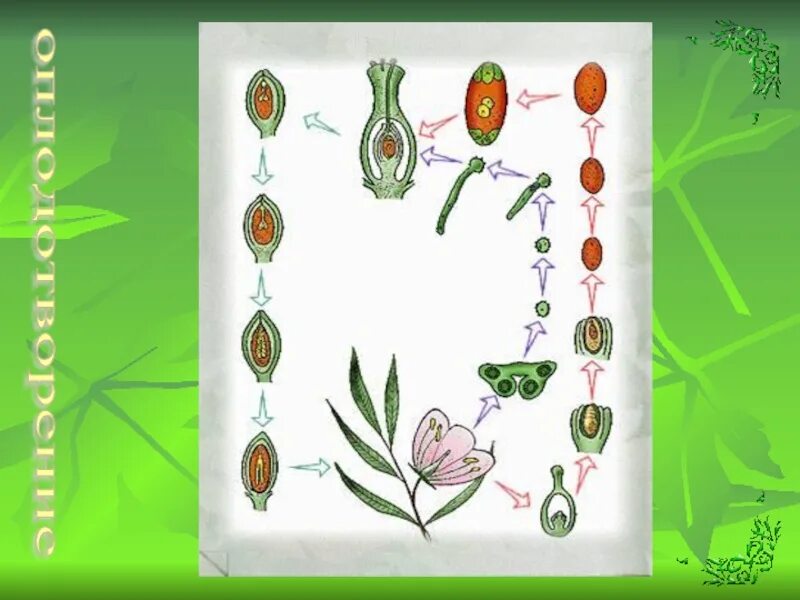 Размножение и оплодотворение у растений 6 класс Пономарева. Схема оплодотворения у цветковых растений. Двойное оплодотворение у цветковых растений. Схема двойного оплодотворения у покрытосеменных растений.