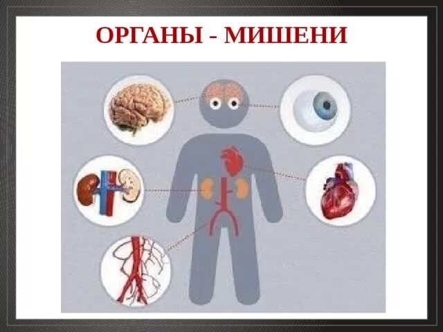 Органы-мишени при артериальной гипертензии. Гипертоническая болезнь органы мишени. Органы мишени артериальной гипертонии. Мишени при артериальной гипертензии.