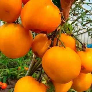 Лук золотые купола описание сорта отзывы