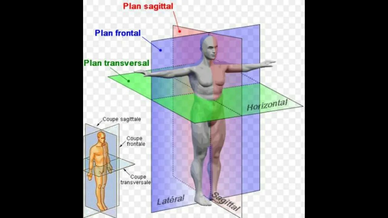Anatomie d une chute