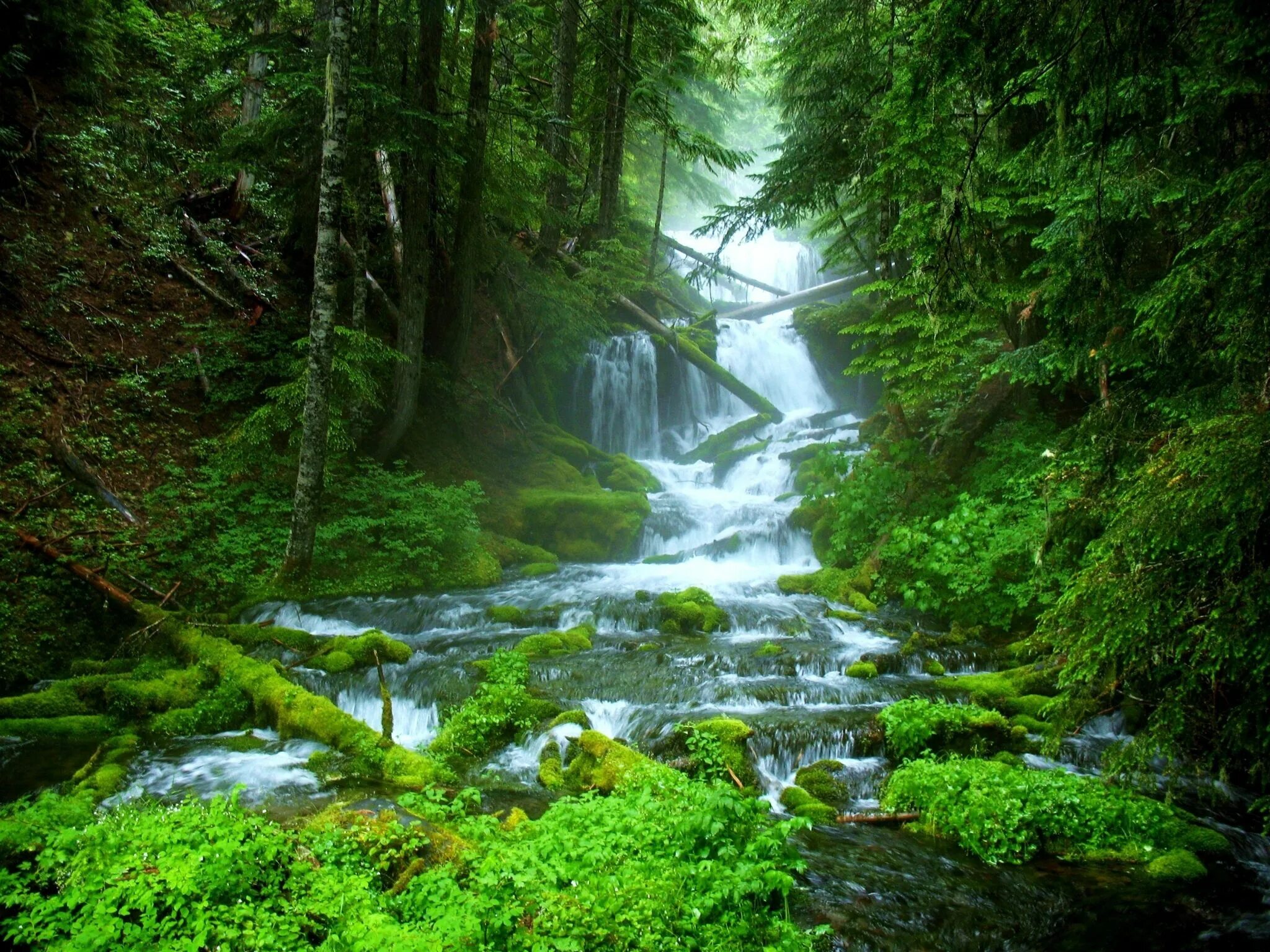 Шварцвальд водопады. Красивый лес. Красивые леса. Ручей в лесу. Natural view
