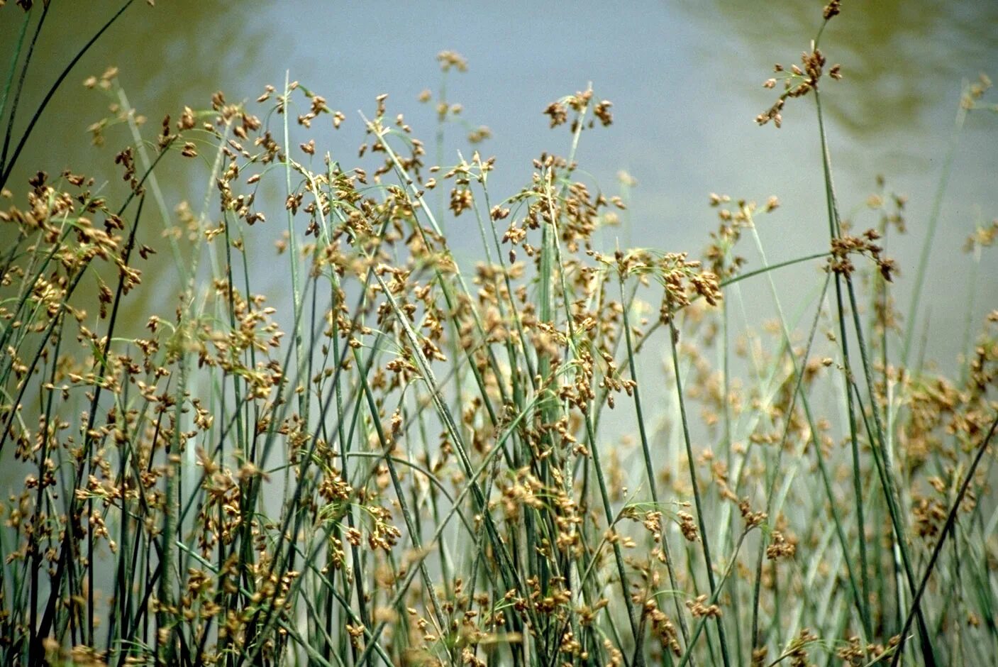 Природа весной. Трава растет. Тростник обыкновенный (очерет). Ростки весенних цветов. Камыш озёрный.