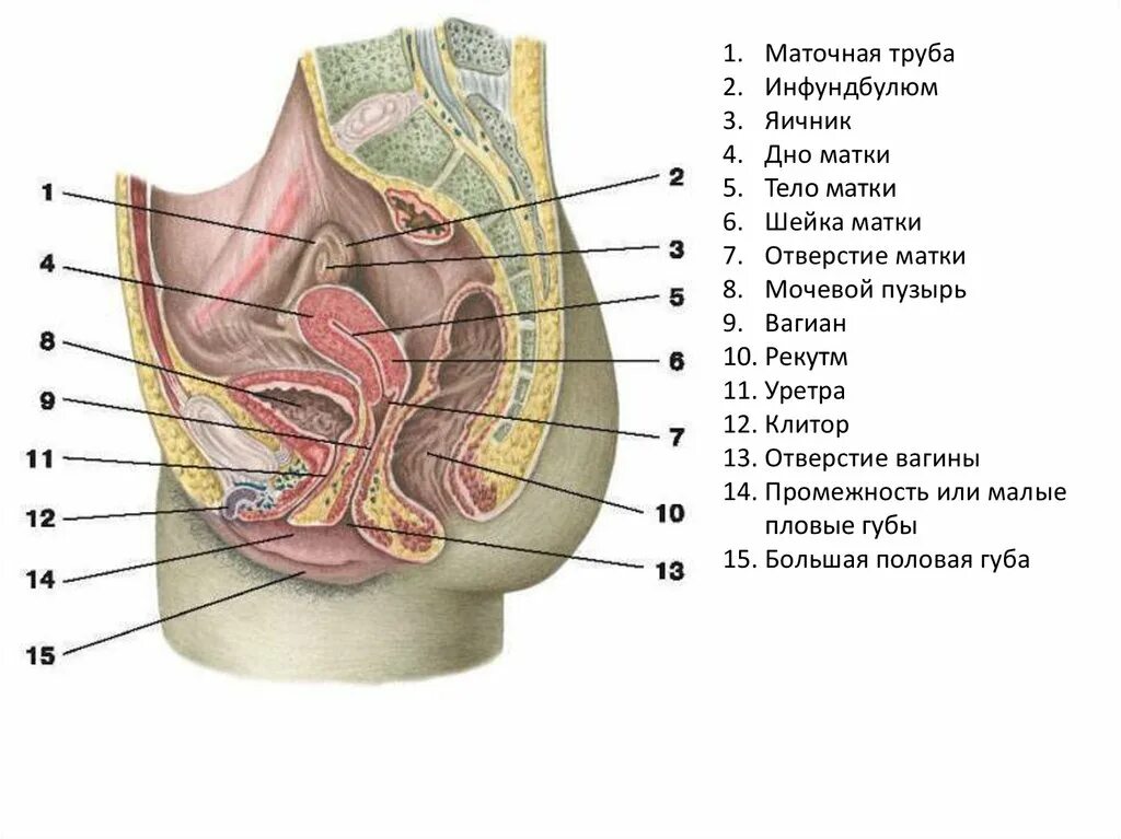 органы малого таза у женщин в разрезе. влагалище строение анатомия плева. анатомия расположения внутренних органов брюшной полости. репродуктивная система женщины схема. женский половой орган.