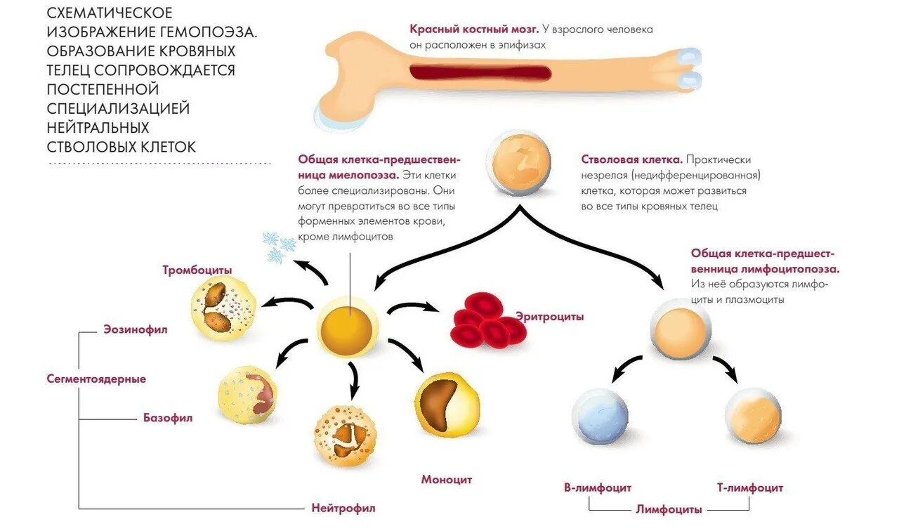 Образование клеток крови. Стволовые клетки. Клетки крови ЕГЭ. Клетки крови ЕГЭ биология. Стволовая клетка крови