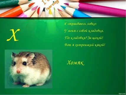 Какие карты в хомяке 6 июля
