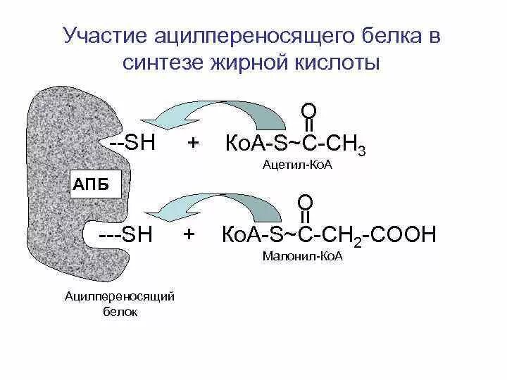 Кислотные белки