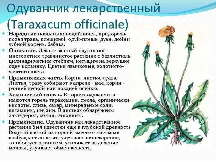 Одуванчик лекарственное растение. Одуванчик лекарственный – Taraxacum officinale. Описание корня одуванчика. Одуванчик описание. Цветы одуванчика лечебные свойства отзывы и применение