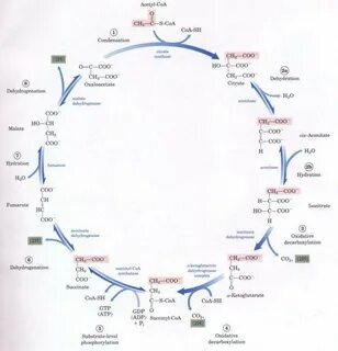 Цикл кребса названия
