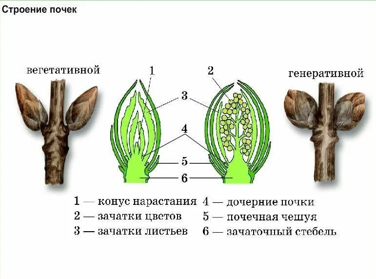 Функции генеративных почек