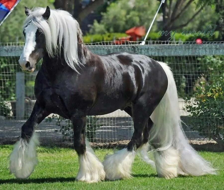 Тяжеловоз бельгийский Першерон. Лошадь породы Gypsy Vanner. Бельгийский тяжеловоз Шайр. Клейдесдаль Пегий.