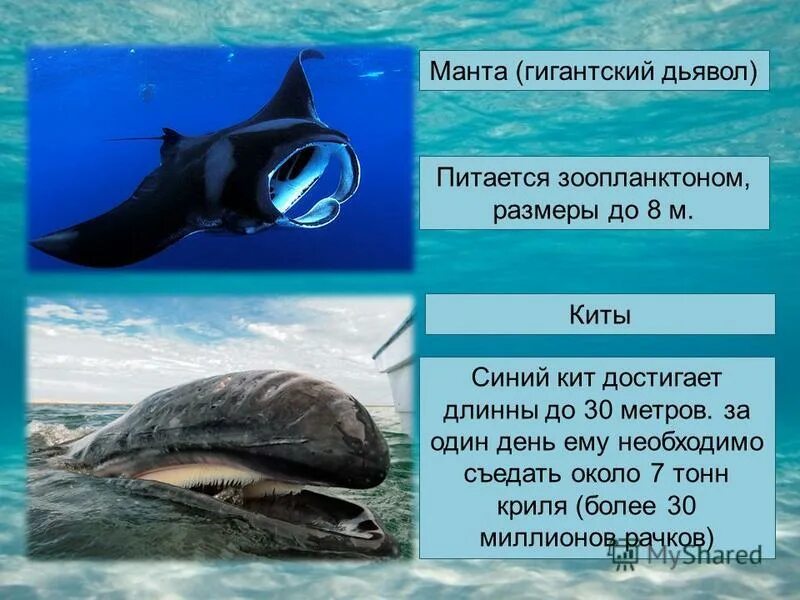 синий кит питание. синий кит ест криль. чем питается кит. гренландский кит питается планктоном. синий кит питается планктоном.