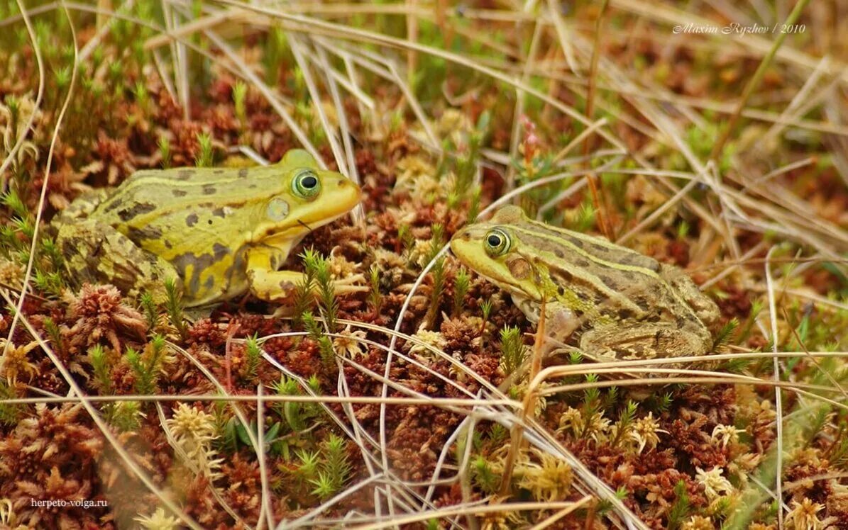 Как избавиться от лягушек на участке. Съедобная лягушка Pelophylax esculentus. Pelophylax lessonae. Гименохирус (лягушка). Чернопятнистая лягушка - Pelophylax nigromaculatus.