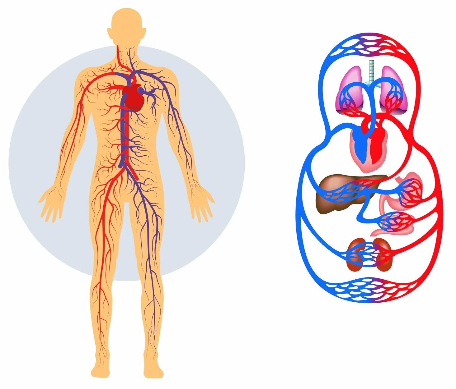 Система кровообращения человека кровеносные сосуды. Кровеносная система человека схема. Система кровообращения человека сердце и кровеносные сосуды. Кровеносная система человека схема 3 класс.